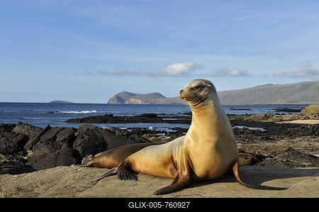 Puerto Egas Bay with Galápagos Sea Lion (Zalophus wollebaeki) at front, Santiago Island, Galapagos Islands, Ecuador, South America-stock-foto