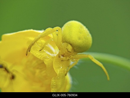 Goldenrod Crab spider (Misumena vatia) on a yellow flower-stock-foto