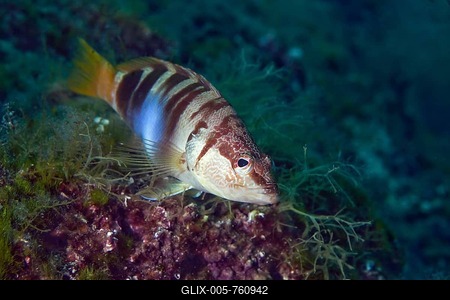 Painted comber (Serranus scriba), Mediterranean Sea, Croatia-stock-foto