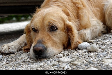 Tired dog, Golden Retriever, sad puppy dog ??eyes, Upper Bavaria, Bavaria, Germany-stock-foto