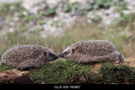 European Hedgehogs (Erinaceus europaeus), young, 7-8 weeks, Allgäu, Bavaria, Germany-stock-foto