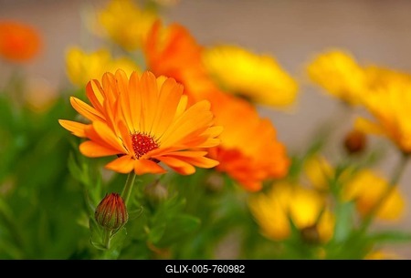 Marigold (Calendula officinalis), flowers, Germany-stock-foto