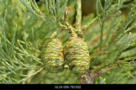 Giant Sequoia, Sierra Redwood or Wellingtonia (Sequoiadendron giganteum), cones with needles-stock-foto