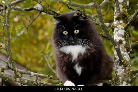 Long-haired black cat in tree, Germany-stock-foto