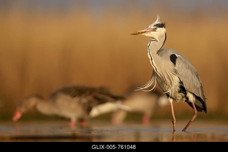 Grey heron (Ardea cinerea), adult walking, morning light, greylag geese (Anser anser) behind, Kiskuns疊 National Park, Hungary-stock-foto