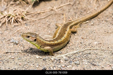 Sand lizard (Lacerta agilis), female, pregnant, basking on the wayside, Hesse, Germany-stock-foto