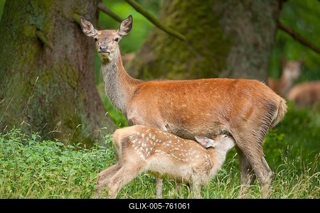 Red Deer (Cervus elaphus), hind with suckling fawn, captive, Bavaria, Germany-stock-foto