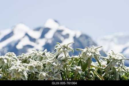Edelweiss flowers in front of snow-capped mountains near Grindelwald, Bernese Oberland, Canton of Bern, Switzerland, Europe-stock-foto