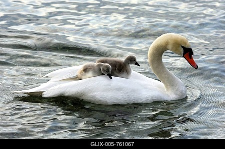 Mute Swan and fledglings, cygnets on its back (Cygnus olor)-stock-foto