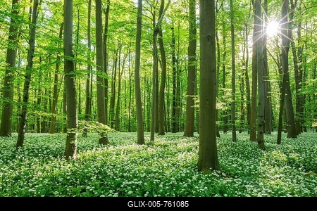 Common Beech forest (Fagus sylvatica) with flowering Ramsons (Allium ursinum), Hainich National Park, Thuringia, Germany-stock-foto