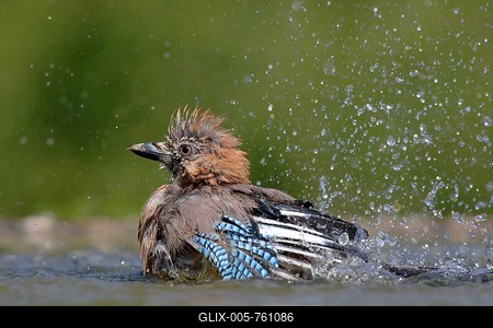 Eurasian jay (Garrulus glandarius) baths in a bird bath, Siegerland, North Rhine-Westphalia, Germany-stock-foto