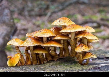 Pholiota adiposa (Pholiota adiposa), fruiting bodies on rotting deadwood, Mönchbruch Nature Reserve, Morfelden-Walldorf, Hesse, Germany-stock-foto
