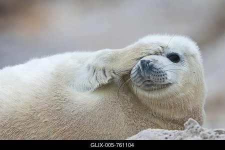 Young grey seal (Halichoerus grypus) covering eye with fin, Heligoland, Schleswig-Holstein, Germany-stock-foto