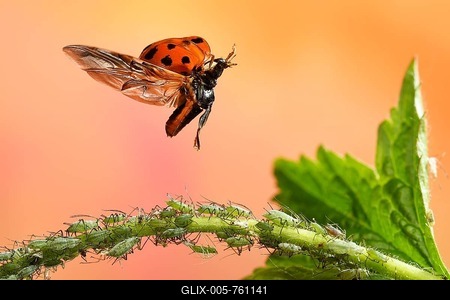 Asian lady beetle (Harmonia axyridis), in flight, aphids, Germany-stock-foto