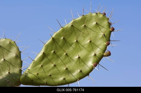 Cactus, Berenty Reserve, Madagascar, Africa-stock-foto