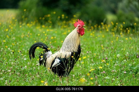 Rooster on a flower meadow, poultry, breed Dorking, Schwaiganger, Ohlstadt, Oberbayern, Germany-stock-foto