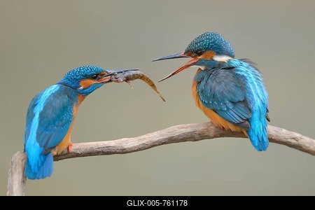 Kingfishers (Alcedo atthis), male passing little fish on to female, courtship feeding, Swabian Alb biosphere reserve, Baden-Württemberg, Germany-stock-foto