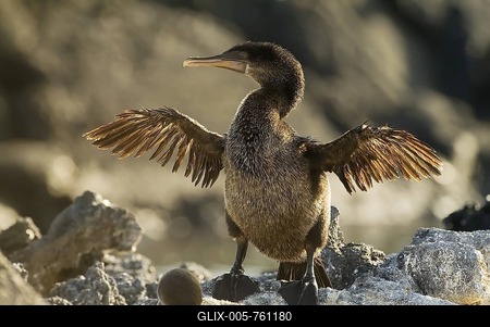 Galapagos Flightless Cormorant (Nannopterum harrisi), Fernandina Island, Galapagos Islands, UNESCO World Heritage Site, Ecuador-stock-foto
