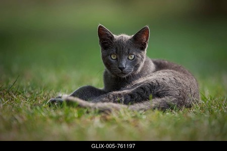 Young domestic cat lying in meadow, Germany-stock-foto