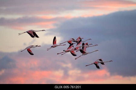 Greater flamingo (Phoenicopterus roseus), group, flying, evening light, Camargue, Southern France, France-stock-foto