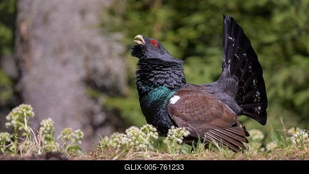 Western capercaillie (Tetrao urogallus), courtshiping in blossoming butterbur, Chiemgau Alps, Bavaria-stock-foto