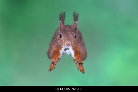 Eurasian red squirrel (Sciurus vulgaris), in vault, frontal, North Rhine-Westphalia, Germany-stock-foto