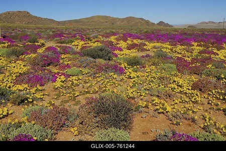 Flowers after heavy rainfall in the Succulent Karoo, Namaqualand, near Aus, Namibia, Africa-stock-foto