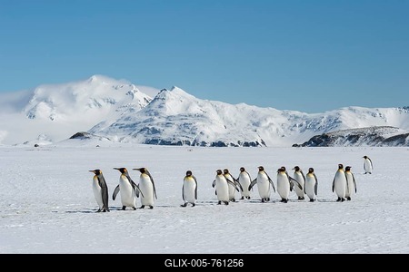 Group of King Penguins (Aptenodytes patagonicus) walking on snow covered Salisbury Plain, South Georgia Island, Antarctic-stock-foto