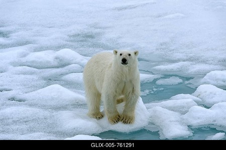 Polar bear (Ursus maritimus), female walking on pack ice, Svalbard Archipelago, Barents Sea, Arctic, Norway-stock-foto