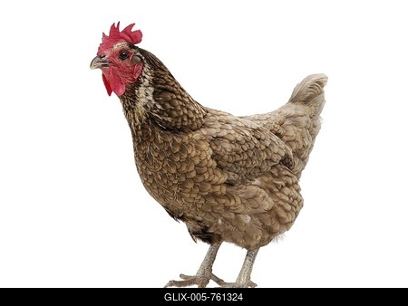 Chicken (Gallus gallus domesticus), blue laced red Wyandotte hen-stock-foto