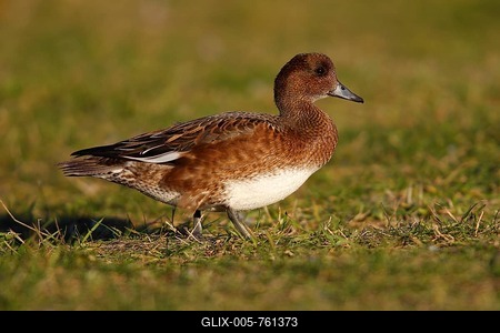 Eurasian Wigeon (Anas penelope), Fehmarn Island, Schleswig-Holstein, Germany-stock-foto