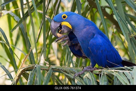 Hyacinth Macaw (Anodorhynchus hyacinthinus), feeding on nuts, Pantanal, Mato Grosso, Brazil-stock-foto