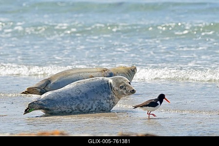 Common Seals or Harbour Seals (Phoca vitulina) and Oystercatcher (Haematopus ostralegus), Heligoland, Schleswig-Holstein, Germany-stock-foto