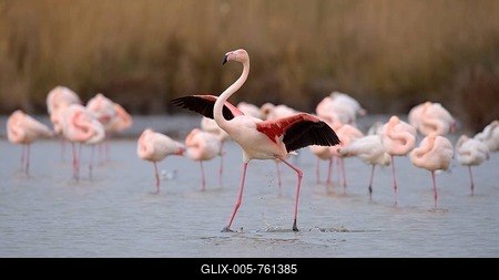 Greater flamingo (Phoenicopterus roseus), bird landing amongst group, Camargue, Southern France, France-stock-foto
