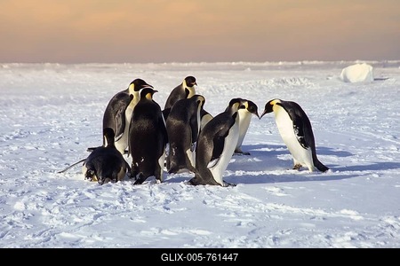 Group of Emperor penguin (Aptenodytes forsteri) on ice floe near the British Haley Antarctic station, Atka Bay, Weddell Sea, Antarctica-stock-foto