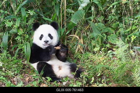 Giant Panda (Ailuropoda melanoleuca), 2 years, resting, China Conservation and Research Centre for the Giant Panda, Chengdu, Sichuan, China-stock-foto