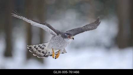 Northern goshawk (Accipiter gentilis), adult male, flying in a spruce forest, winter, Bohemian Forest, Czech Republic-stock-foto