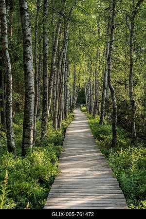 Wooden path, Wildseemoor, between Bad Wildbad and Gernsbach, Black Forest, Baden-Württemberg, Germany-stock-foto