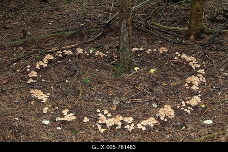 Collybia confluens mushrooms form a so-called fairy ring, Allgäu, Bavaria, Germany-stock-foto