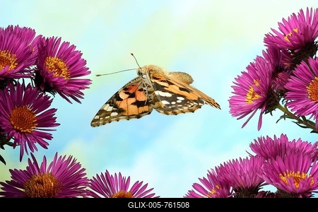 Painted lady (Vanessa cardui), in flight on Aromatic Asters (Symphyotrichum oblongifol), Germany-stock-foto