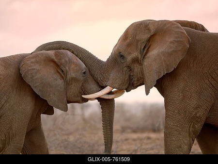 Two African elephants (Loxodonta africana) in playful fight, Zimanga Private Game Reserve, KwaZulu-Natal, South Africa-stock-foto