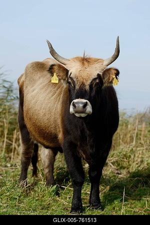 Heck cattle (Bos primigenius f. taurus), North Rhine-Westphalia, Germany-stock-foto