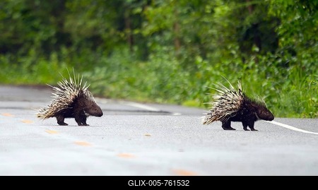Old world porcupines crossing road (Hystrix brachyura), Kaeng Krachan National Park, Phetchaburi, Thailand-stock-foto
