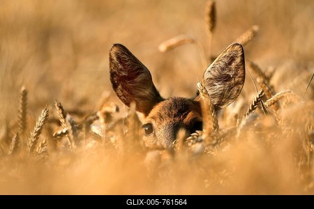Roe deer (Capreolus capreolus), female in a corn field, Allgaeu, Bavaria, Germany, Europe-stock-foto