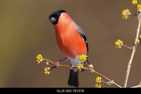 Bullfinch (Pyrrhula pyrrhula) male, perched on a twig, Neunkirchen, Siegerland, North Rhine-Westphalia, Germany-stock-foto