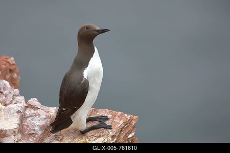 Common guillemot (Uria aalge), adult, on rock, Heligoland, North Sea, Germany-stock-foto
