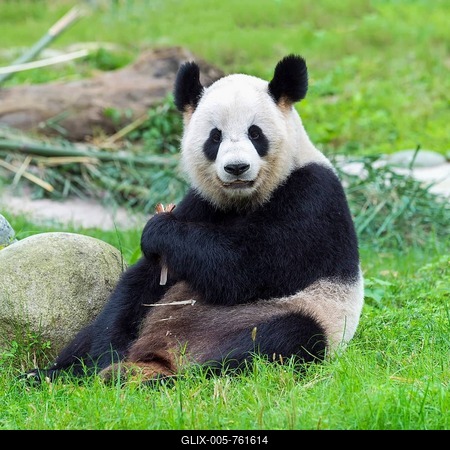 Giant Panda (Ailuropoda melanoleuca), China Conservation and Research Centre for the Giant Panda, Chengdu, Sichuan, China-stock-foto