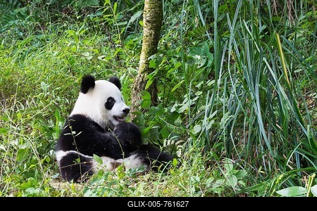Giant Panda (Ailuropoda melanoleuca), 2 years, China Conservation and Research Centre for the Giant Panda, Chengdu, Sichuan, China-stock-foto