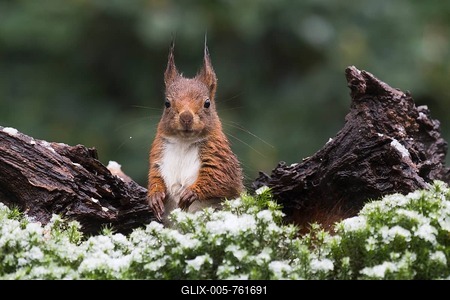 Eurasian red squirrel (Sciurus vulgaris) in winter, Lower Saxony, Germany-stock-foto