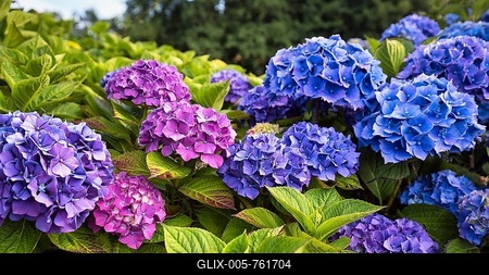 Flowers of a bigleaf hydrangea (Hydrangea macrophylla), pink, blue, hydrangea hedge, close-up, Cornwall, southern England, England, Great Britain-stock-foto